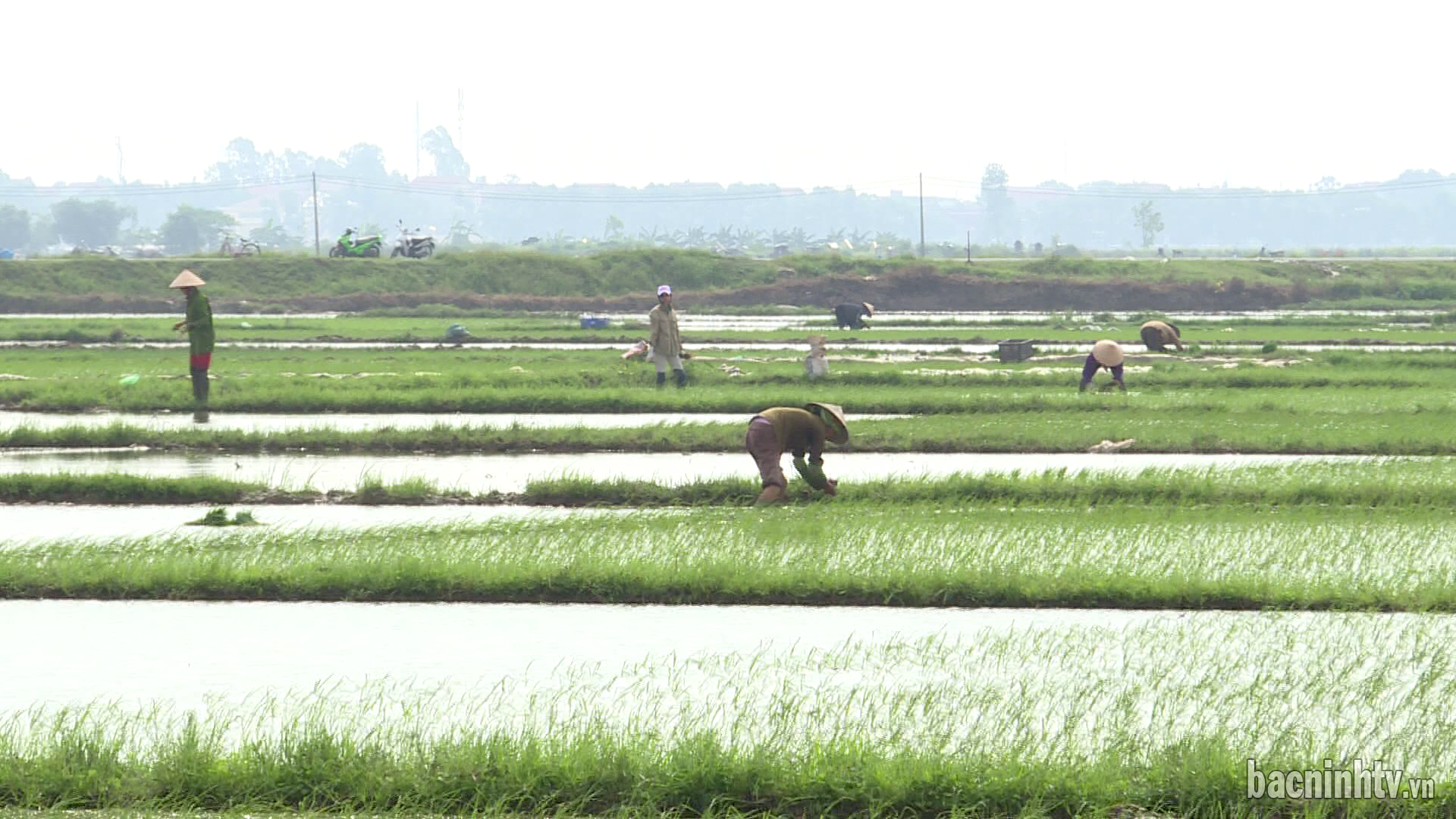 Bắc Ninh hoàn thành gieo cấy 75% diện tích lúa mùa