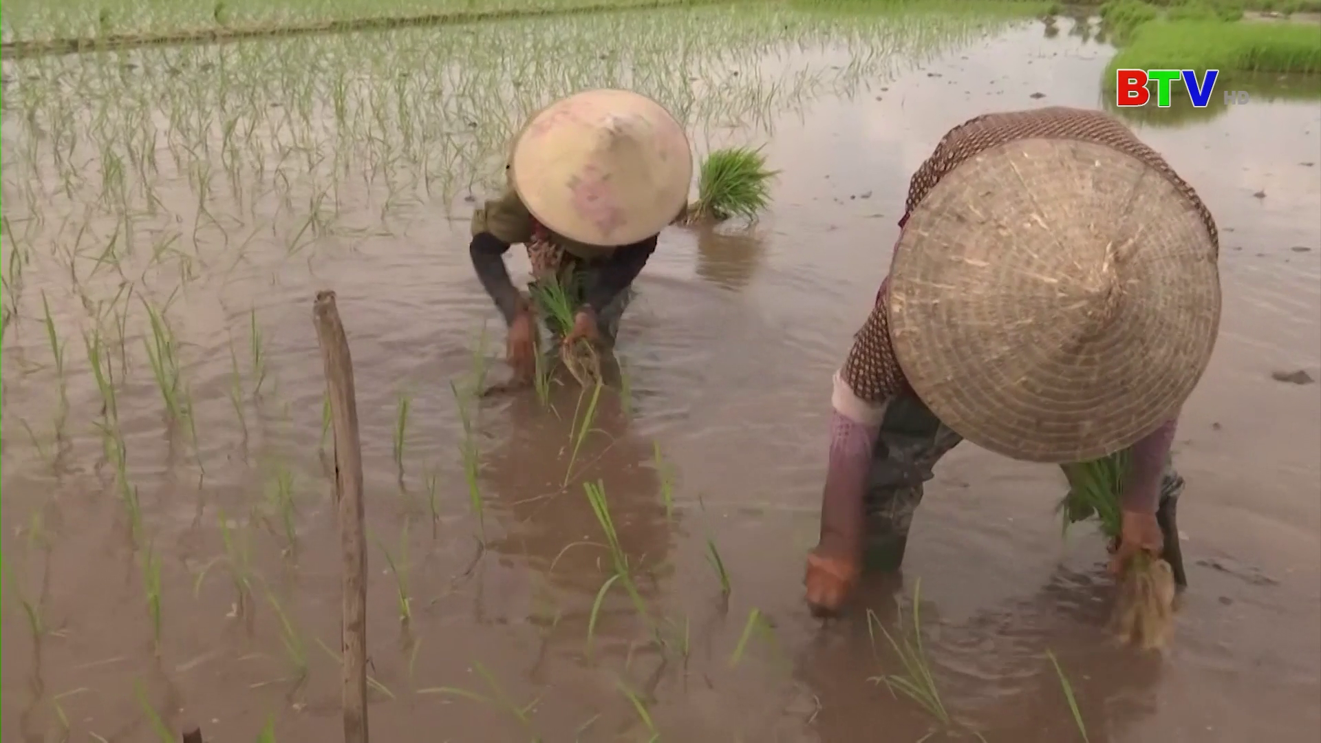 Bắc Ninh triển khai sản xuất vụ mùa