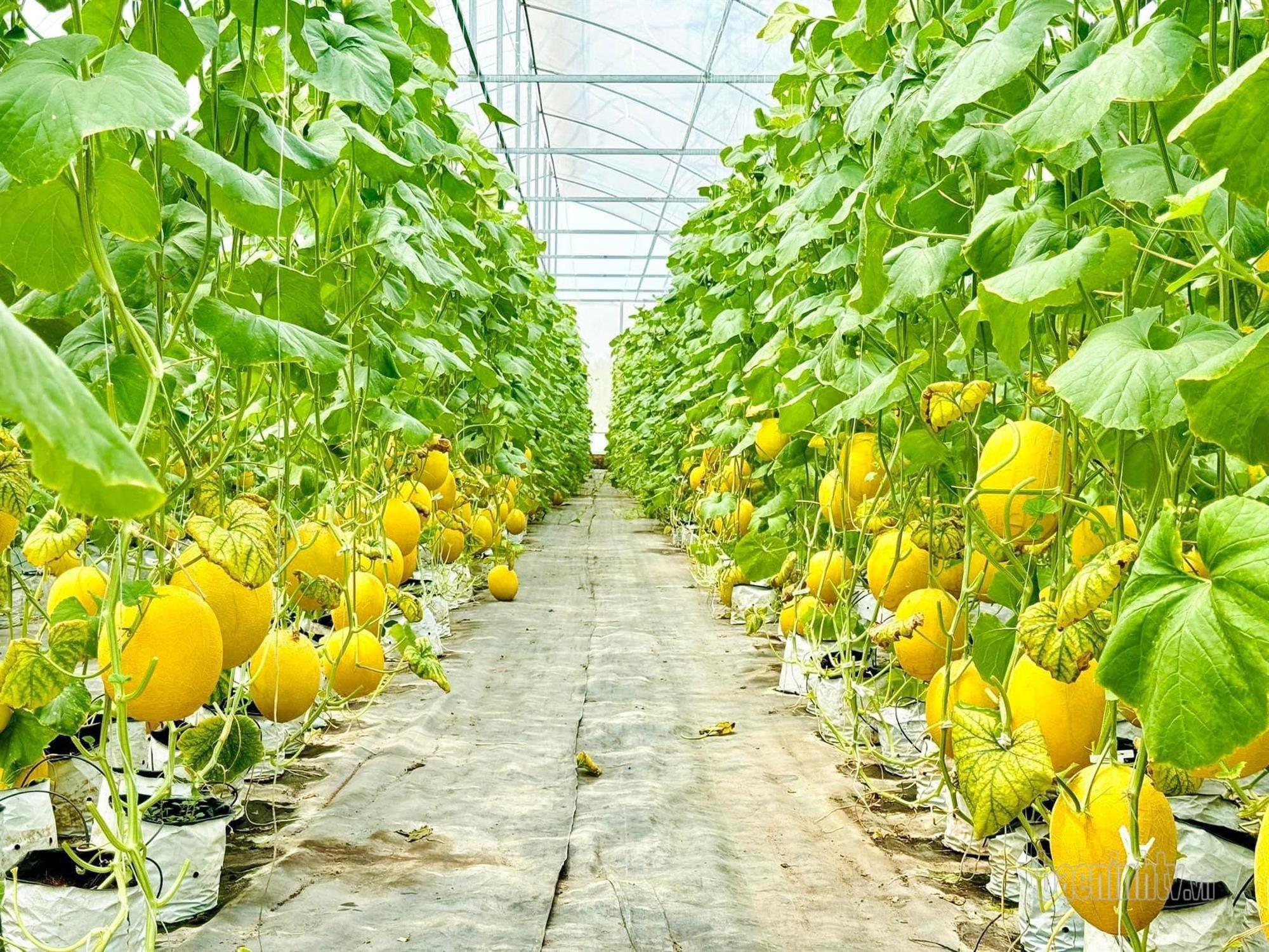 Nông nghiệp Tiên Du: Triển vọng từ mô hình trồng dưa lưới trong nhà màng