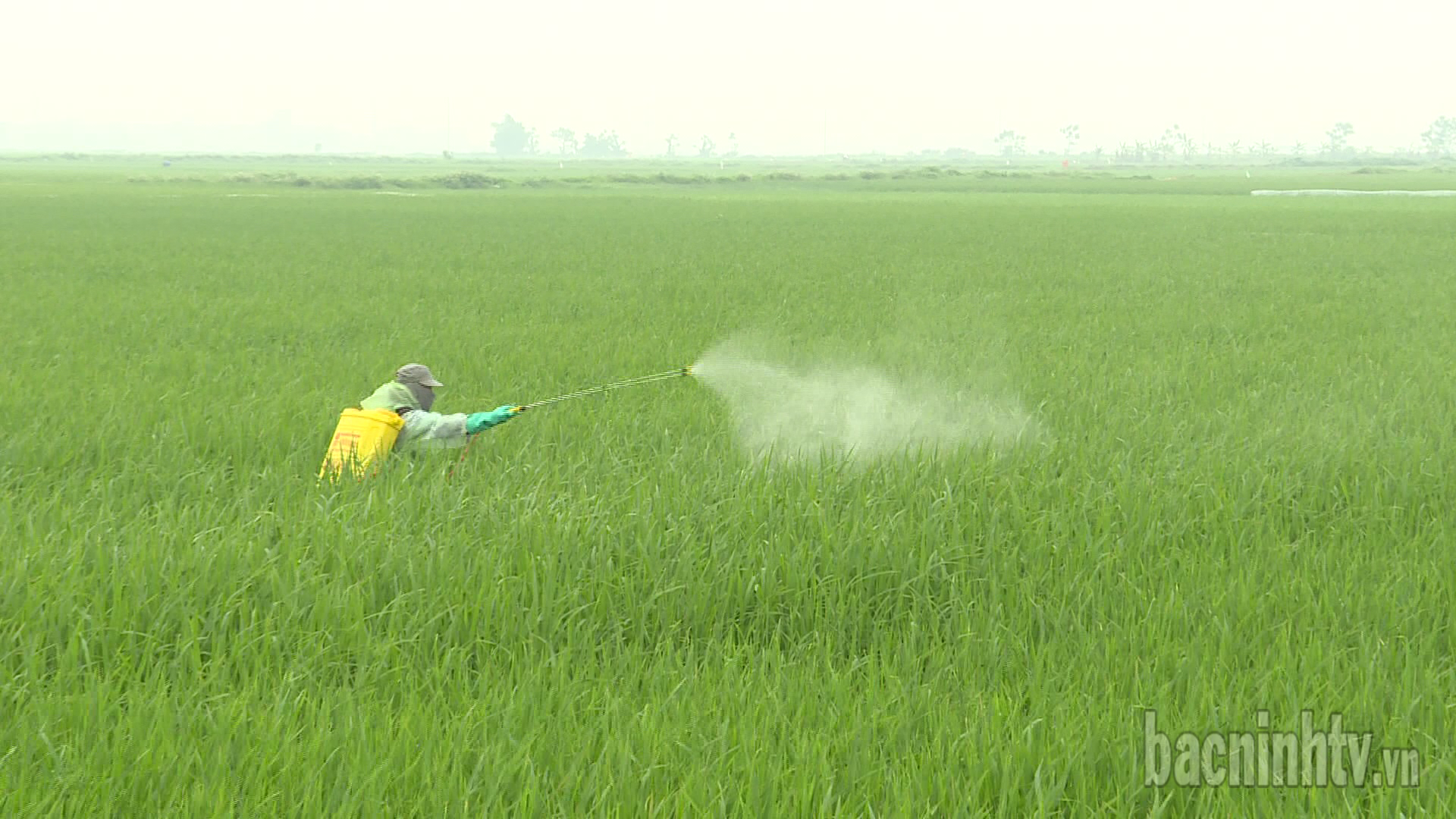 Tập trung chỉ đạo phòng trừ sâu bệnh gây hại vụ mùa