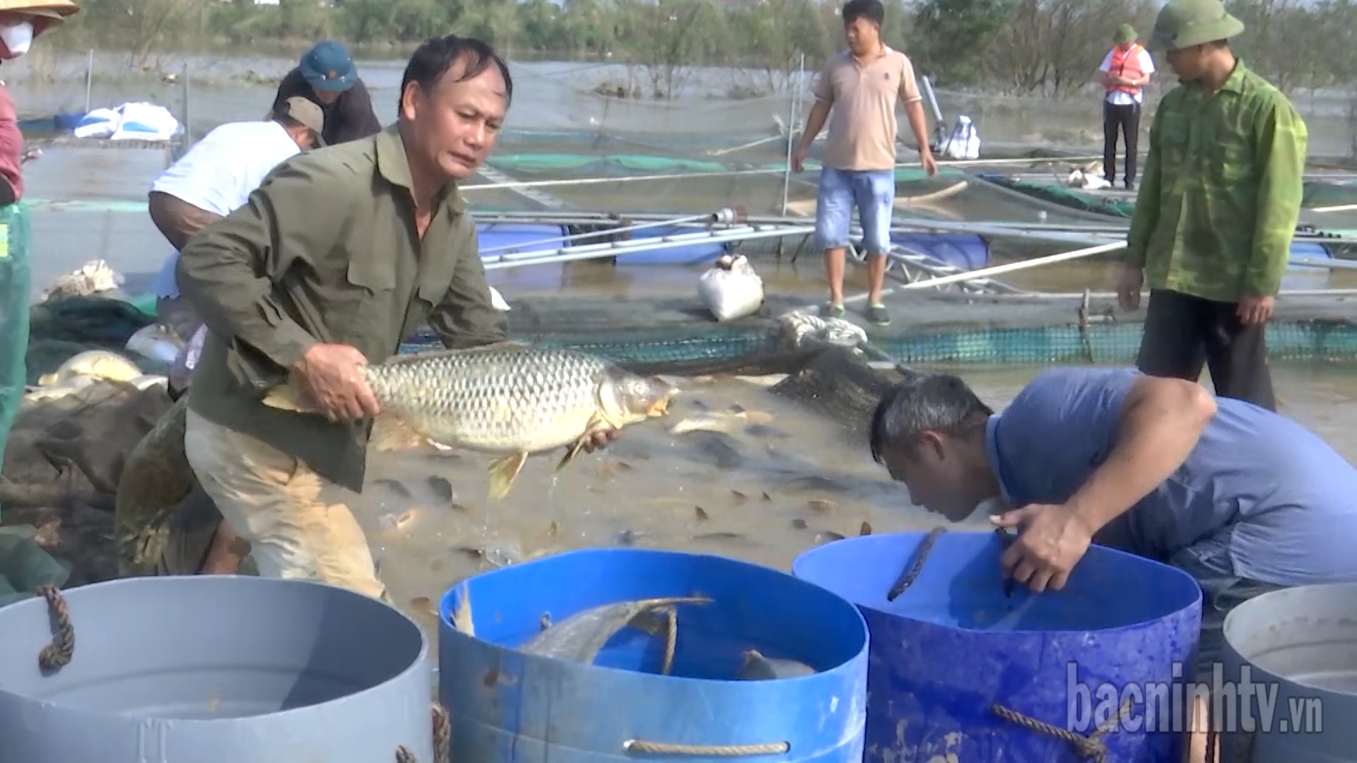 Tháo gỡ khó khăn cho các hộ nuôi cá lồng tại huyện Lương Tài
