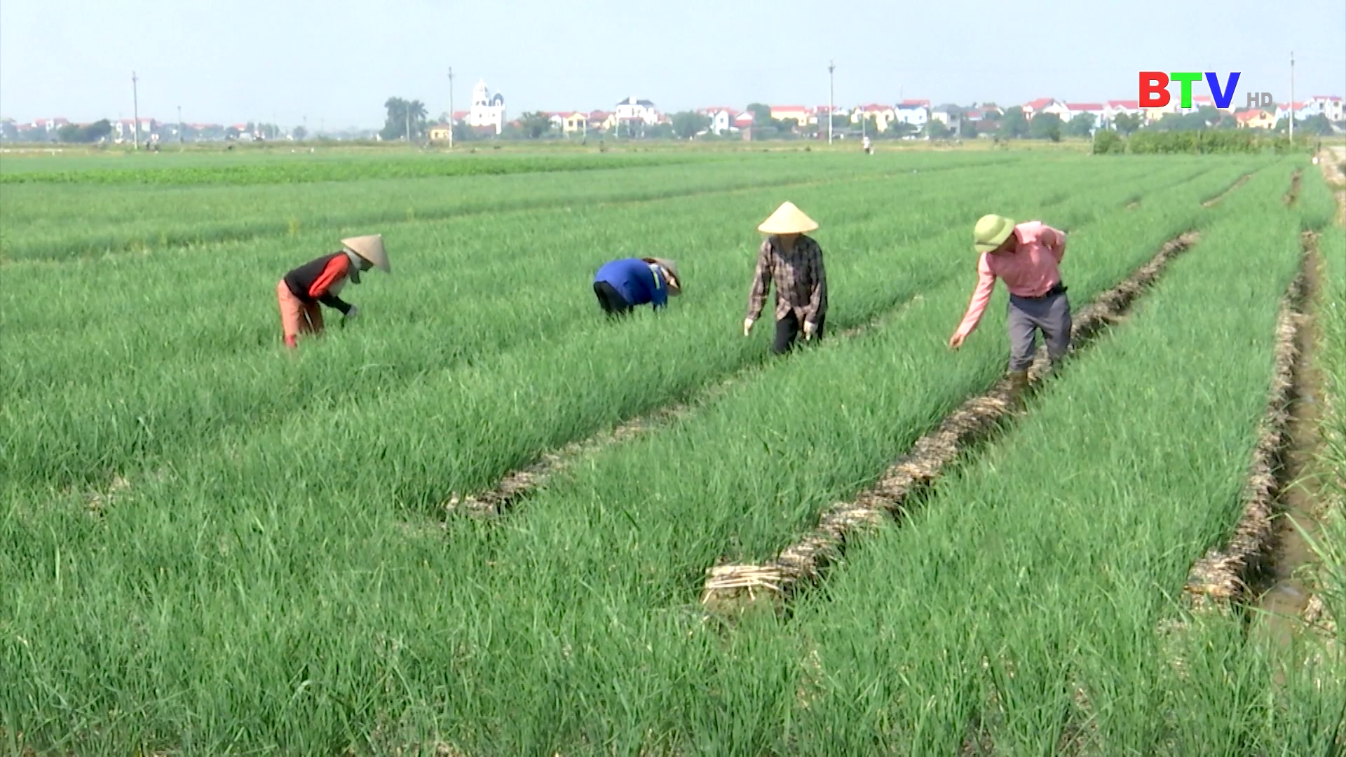 Bắc Ninh khai thác thế mạnh từ cây trồng vụ đông.