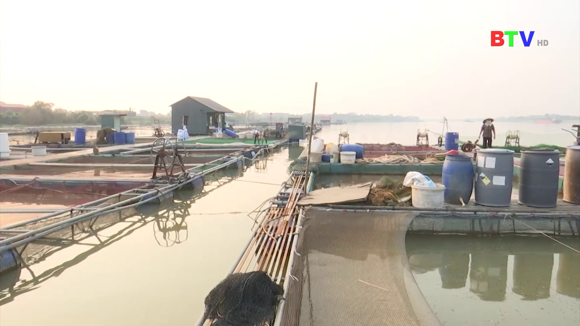 Nỗ lực khôi phục và phát triển ngành chăn nuôi