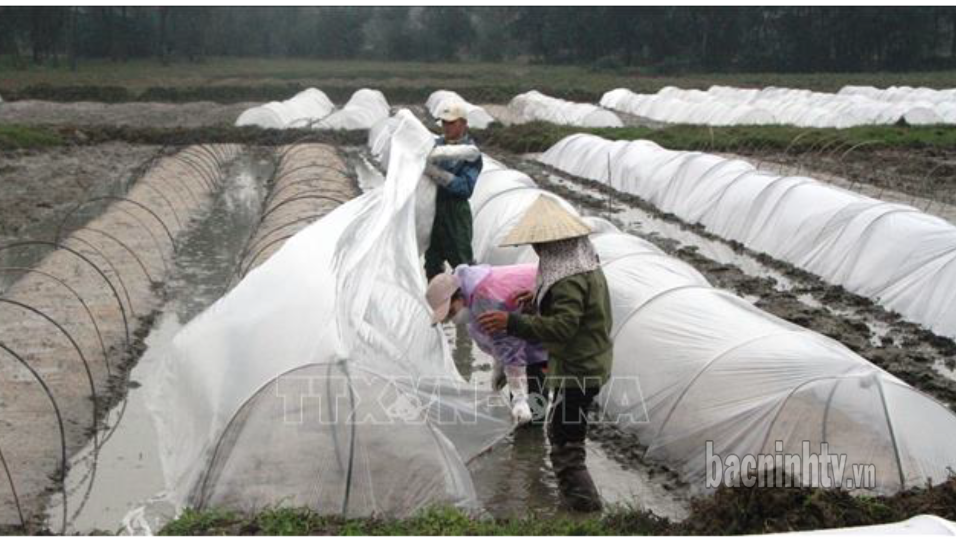 Che phủ nilon cho toàn bộ diện tích mạ khi có rét đậm, rét hại