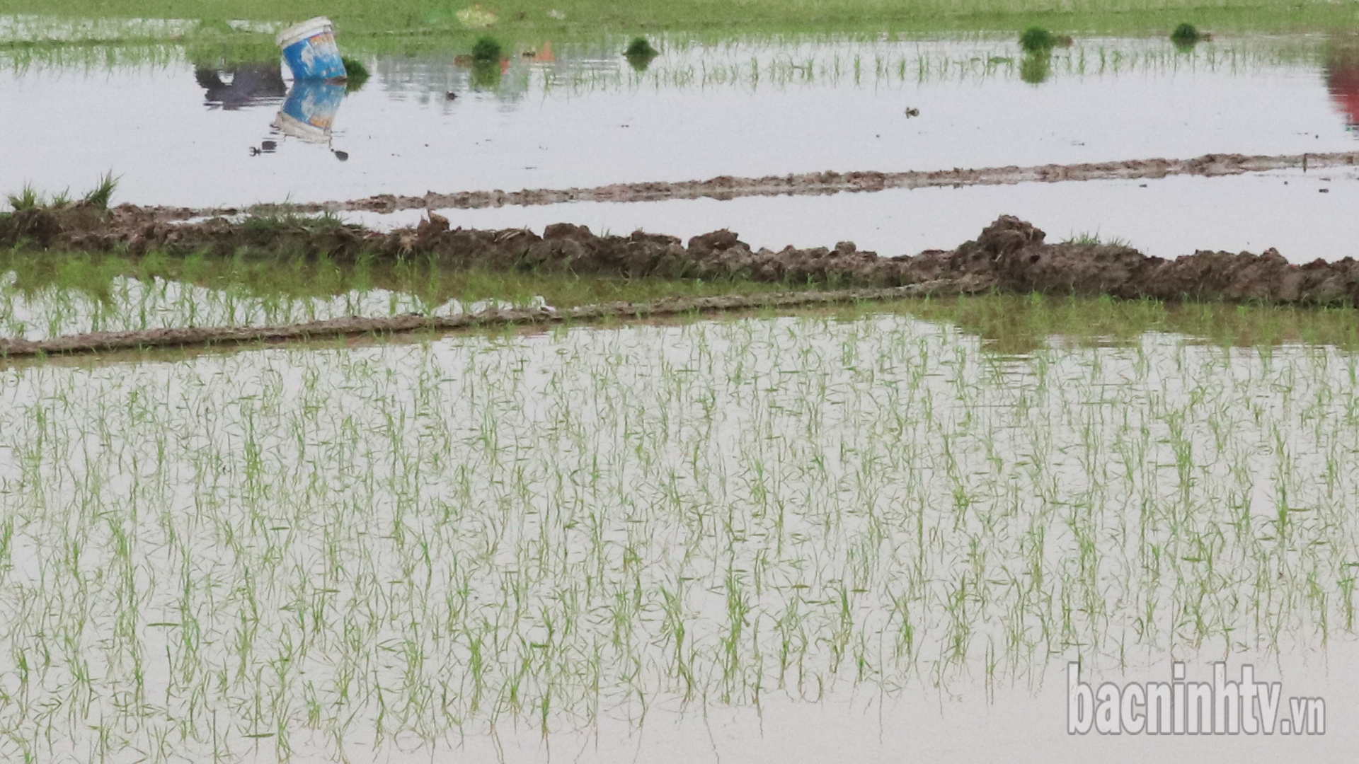 Hỗ trợ kinh phí diện tích sản xuất lúa bị ảnh hưởng khi thi công Sân bay Gia Bình