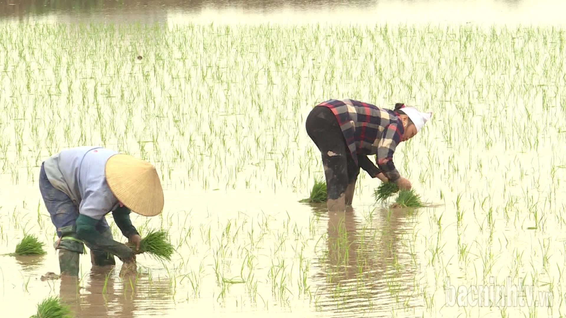 Bắc Ninh: 4 địa phương đã hoàn thành gieo cấy lúa xuân