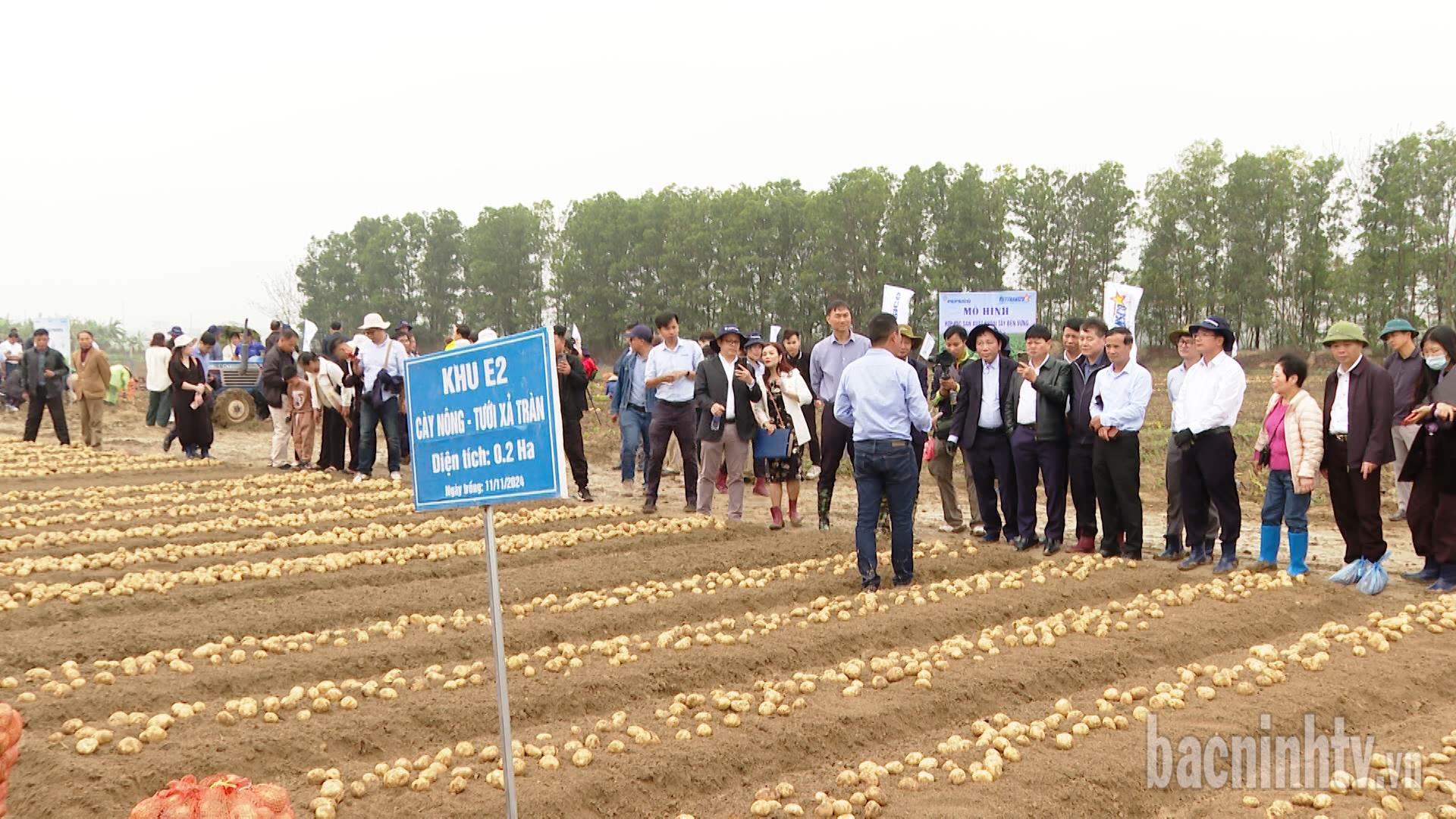 Đánh giá mô hình liên kết sản xuất, tiêu thụ khoai tây tại thị xã Quế Võ