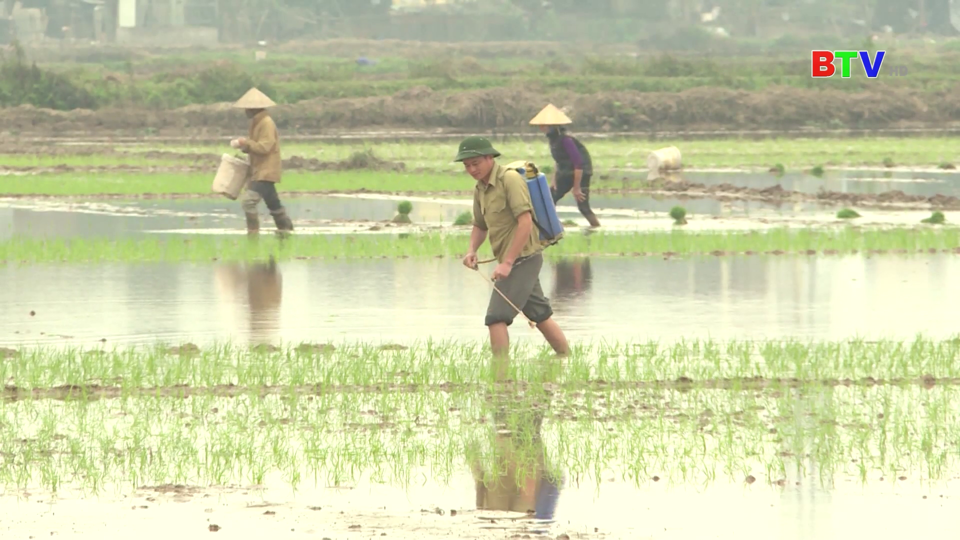 Bắc Ninh tập trung chăm sóc, bảo vệ các trà lúa vụ xuân.