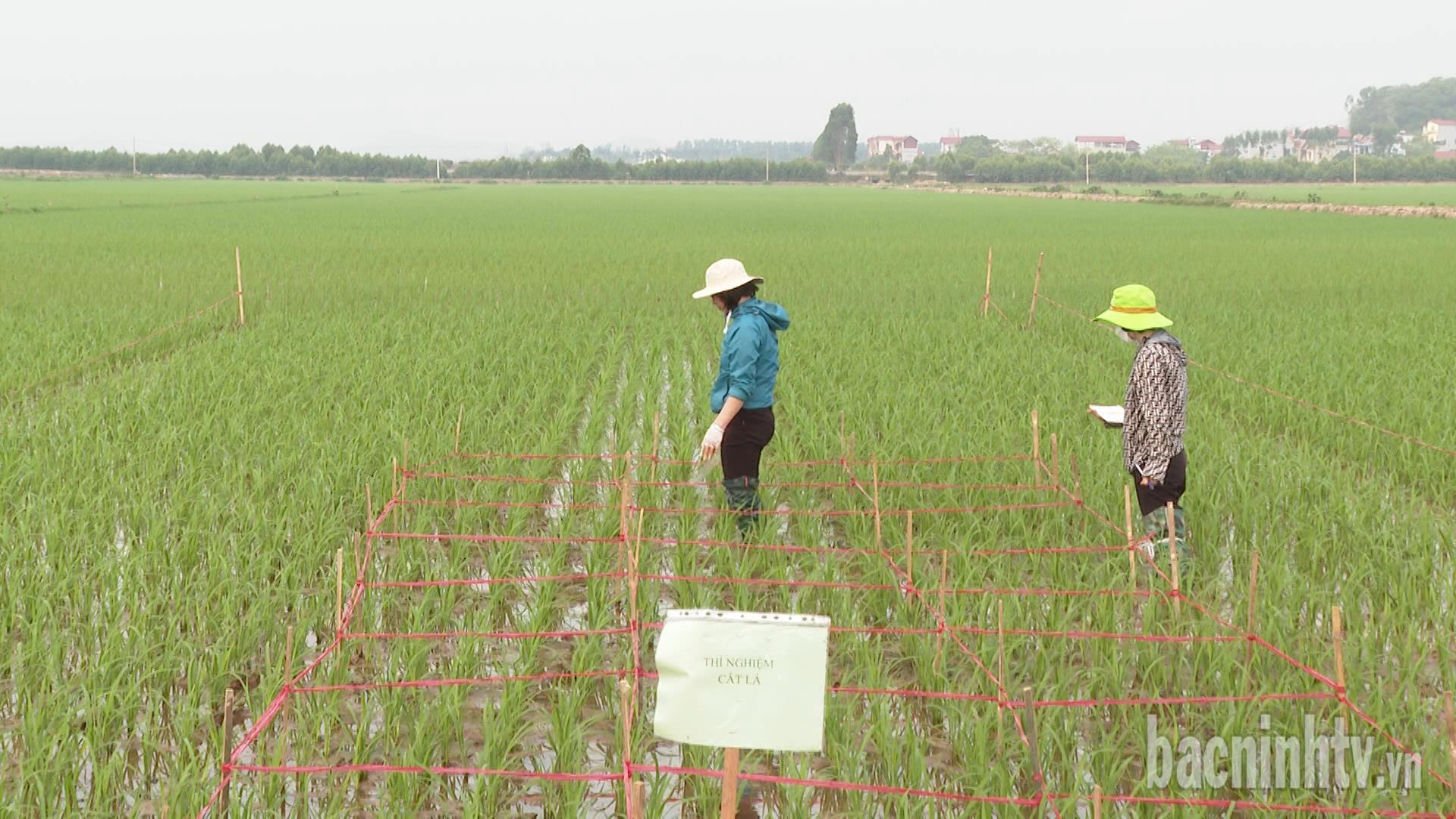 Kịp thời phát hiện sâu bệnh gây hại ngay từ đầu vụ