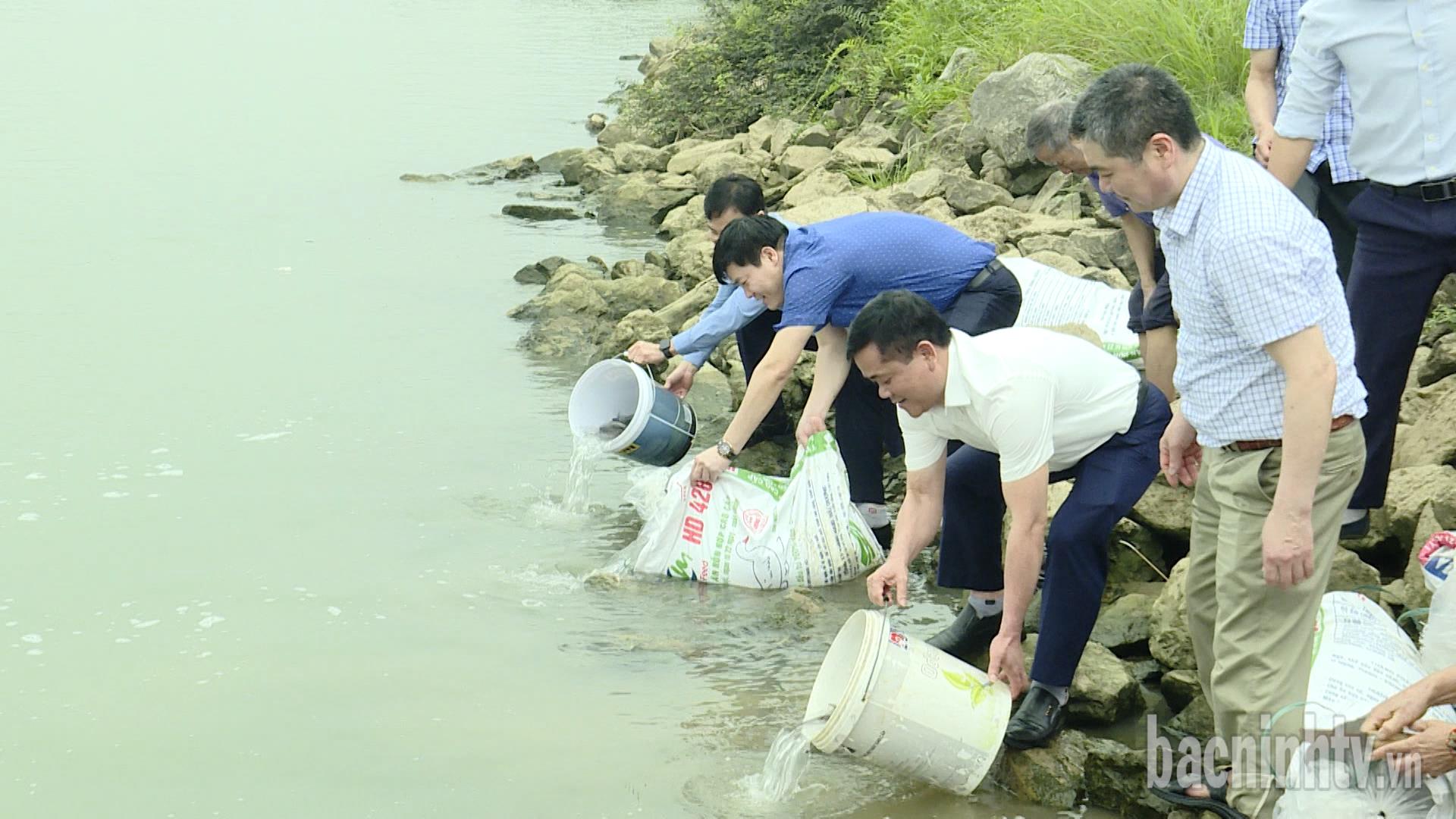 Bắc Ninh: Thả bổ sung 40.000 con cá giống tái tạo nguồn lợi thủy sản tự nhiên