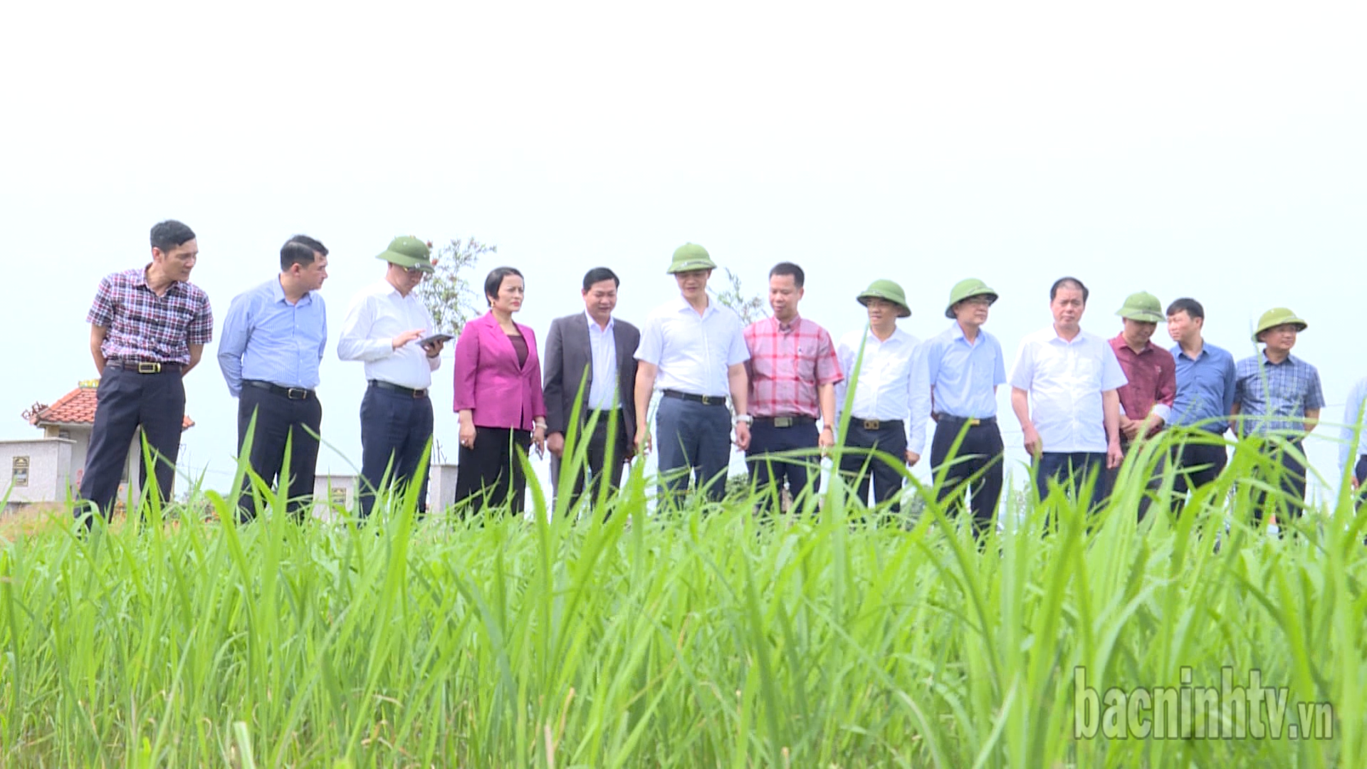 Chủ tịch UBND tỉnh thăm quan mô hình sản xuất giống lúa Kinh Bắc tại xã An Thịnh