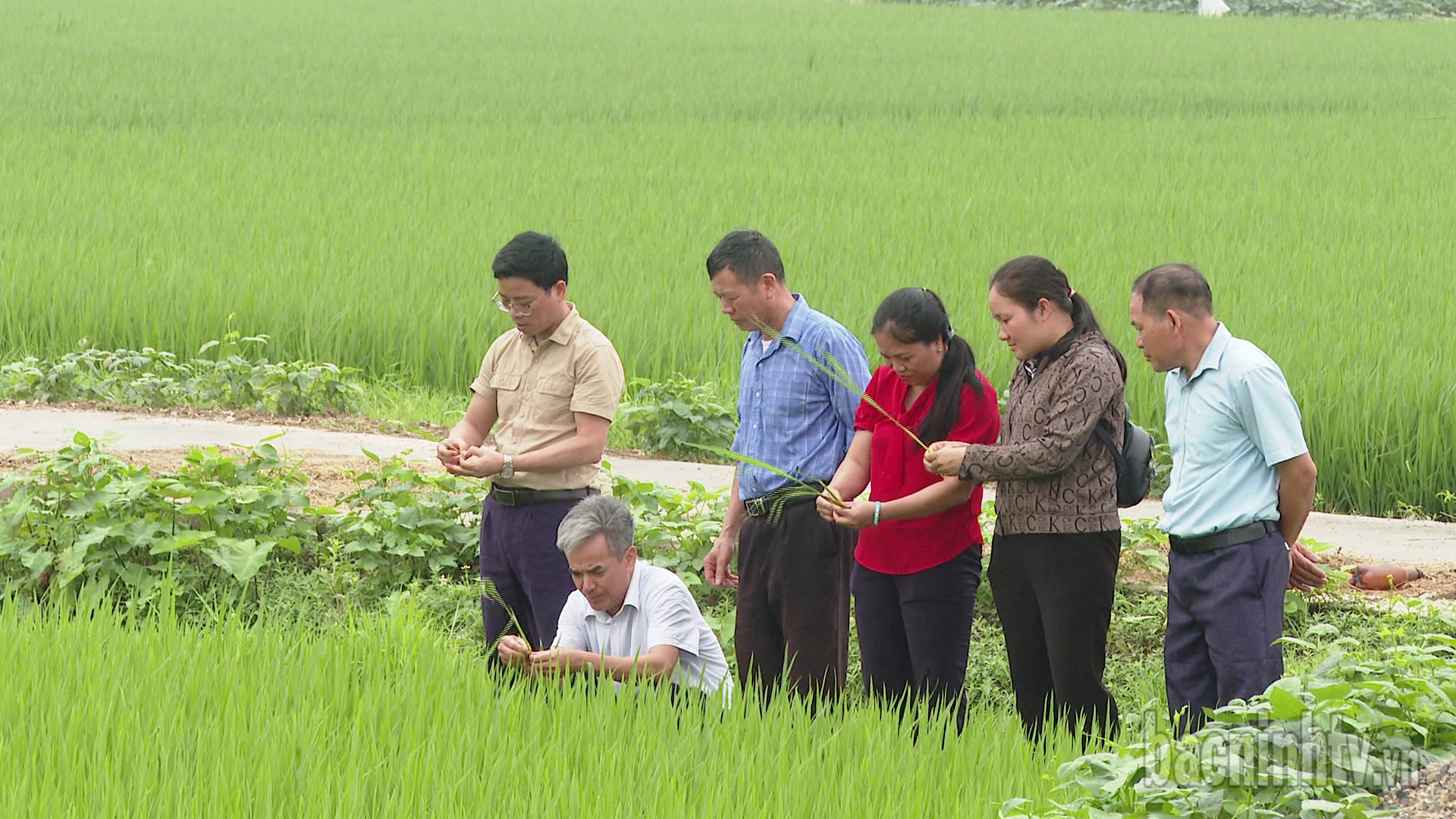 Chủ động phòng bệnh đạo ôn cổ bông hại lúa xuân 2025