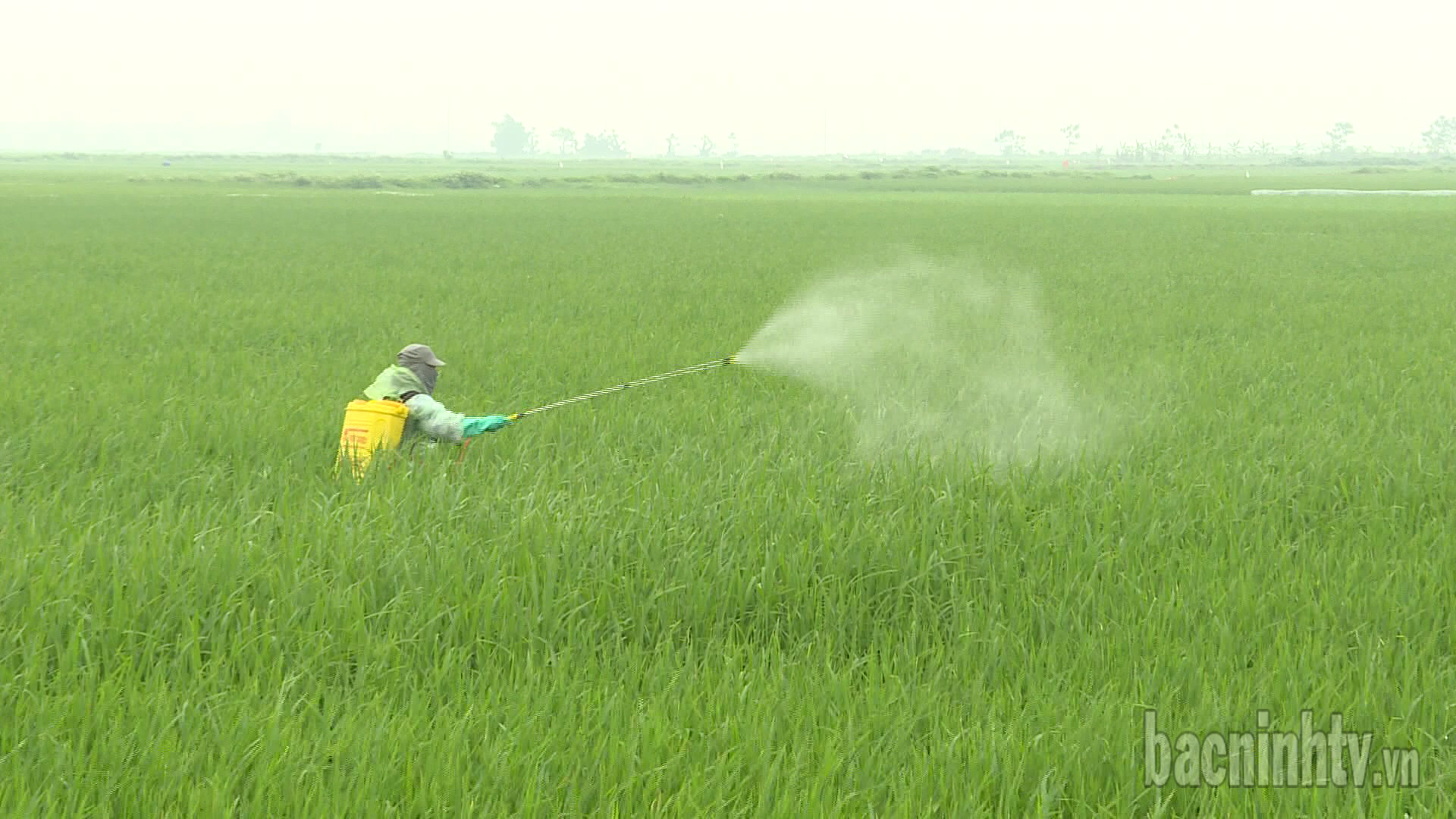 Theo dõi chặt chẽ bệnh đạo ôn cổ bông và sâu đục thân lứa 2 gây hại lúa xuân