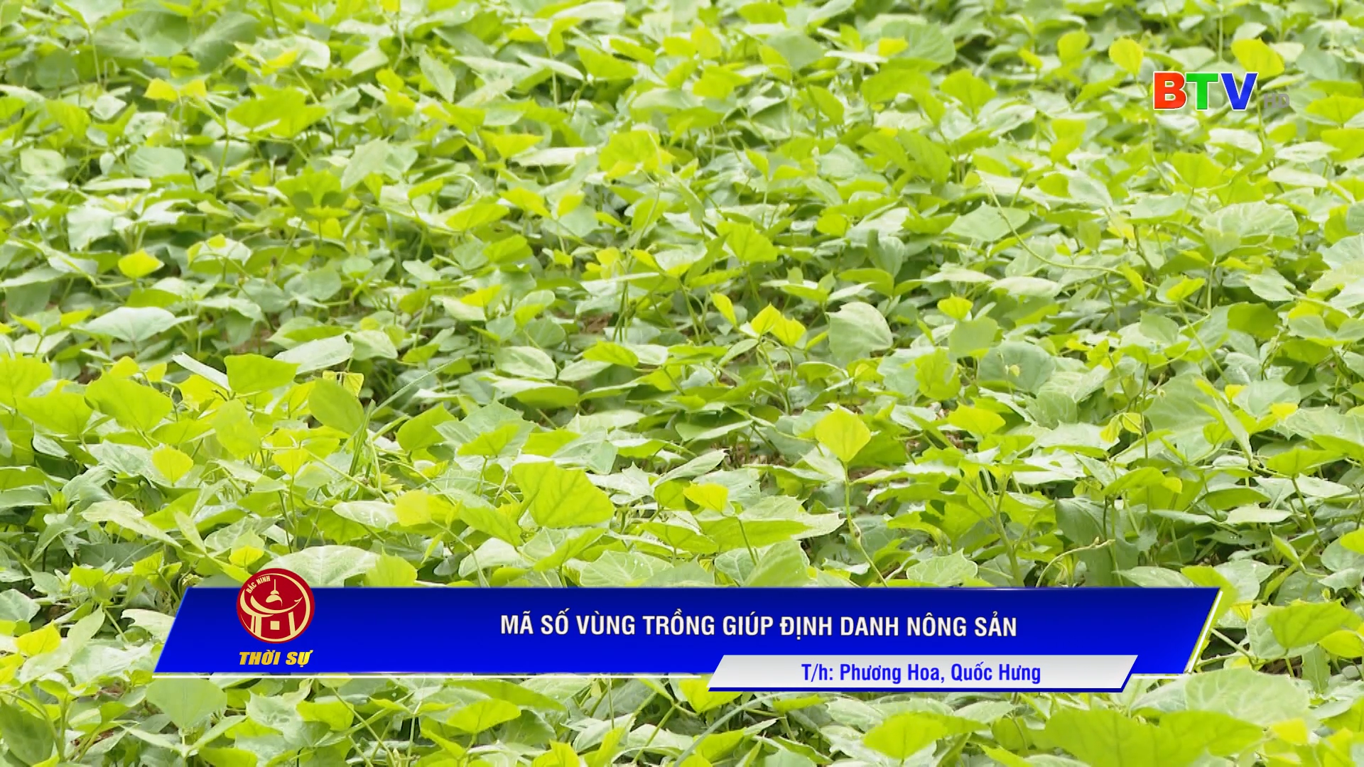 Mã số vùng trồng giúp định danh nông sản