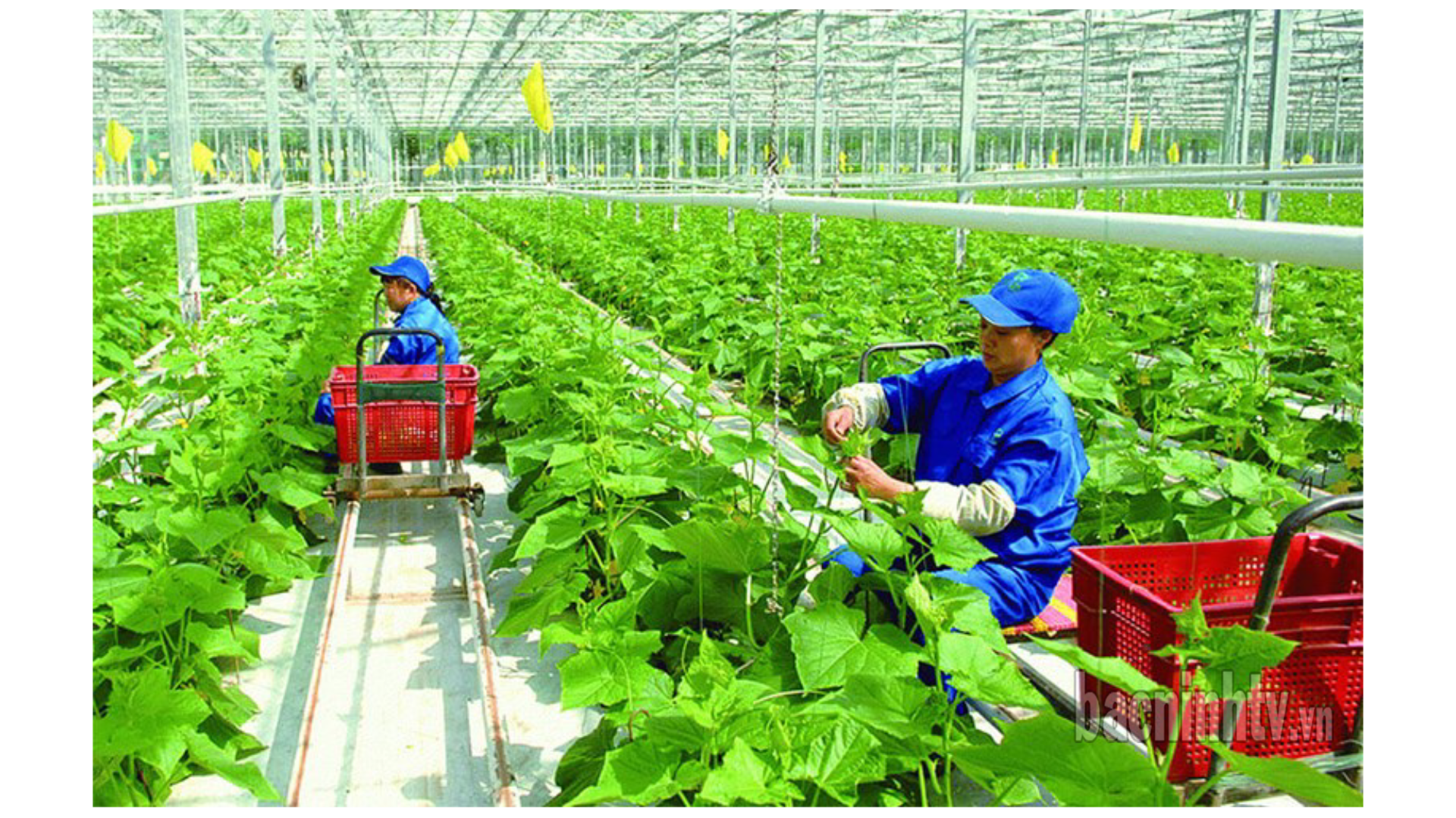 Bắc Ninh thúc đẩy phát triển nông nghiệp, nông thôn theo hướng xanh, bền vững