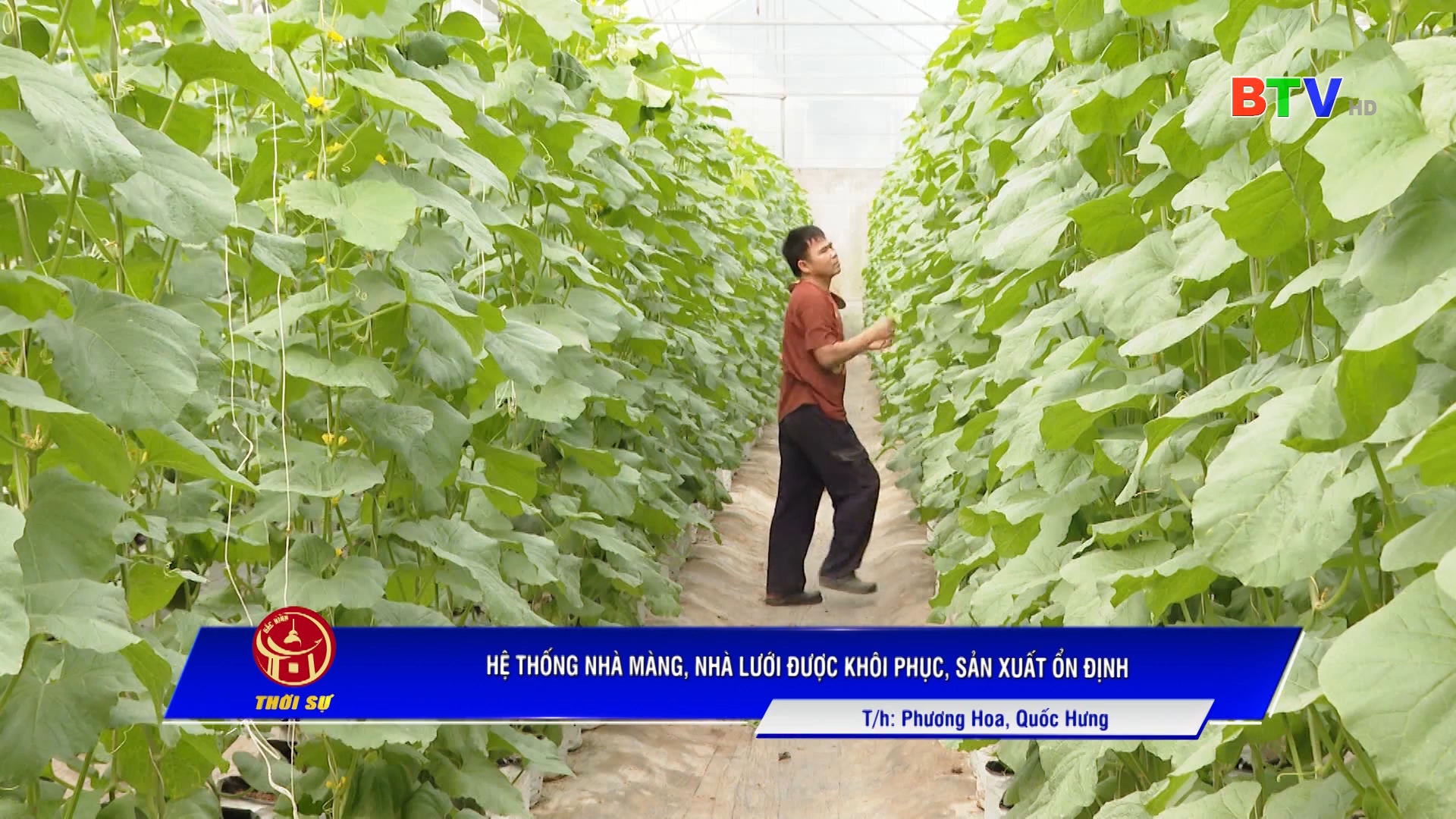 Hệ thống nhà màng, nhà lưới được khôi phục, sản xuất ổn định