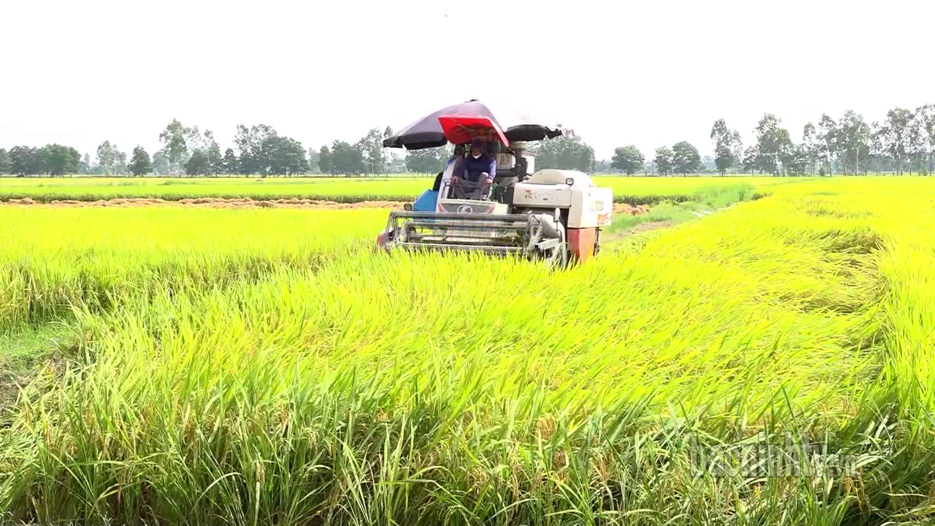 Tập trung thu hoạch lúa xuân và chuẩn bị sản xuất vụ mùa 2025