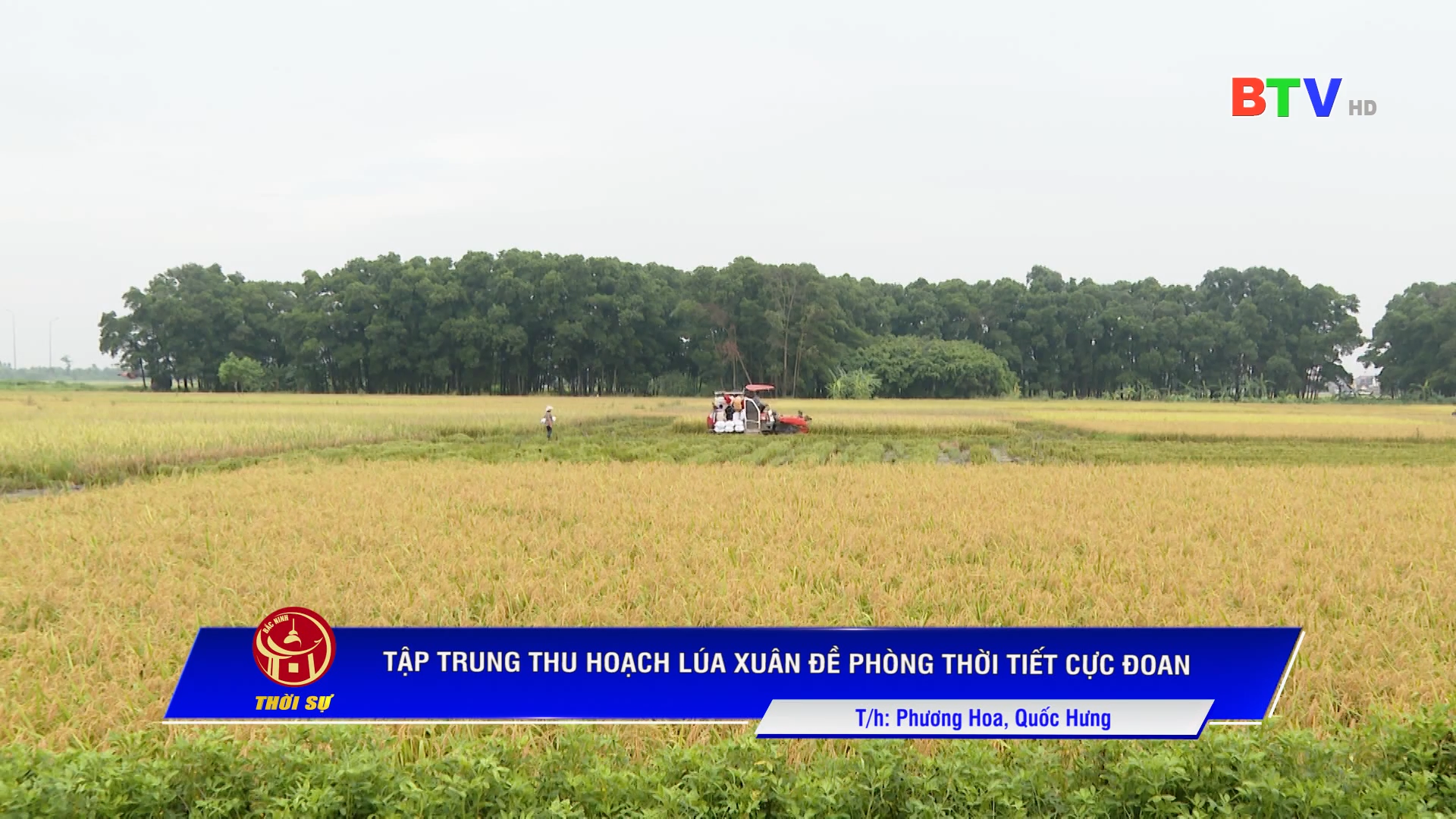 TẬP TRUNG THU HOẠCH LÚA XUÂN ĐỀ PHÒNG THỜI TIẾT CỰC ĐOAN